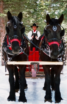 Sleigh Rides in Breckenridge, Colorado